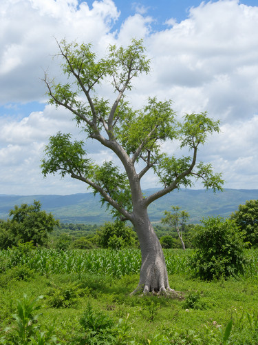 Moringa stenopetala 6 - stenopetala,,