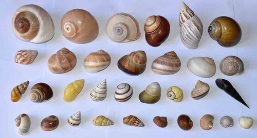 Coquillages superbe - ,