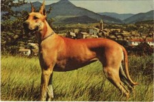 CPA AK Dogue Allemand DOG (1178312)