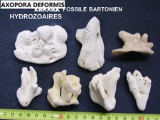 CORAUX - CORAIL - HYDROZOAIRES