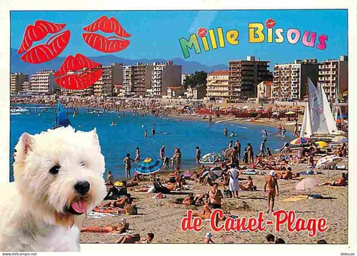 Carte postale animaux - postale,