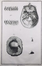 Rare Anatomie Crâne 1779
