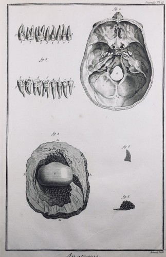 Rare anatomie crâne - crâne, 1779