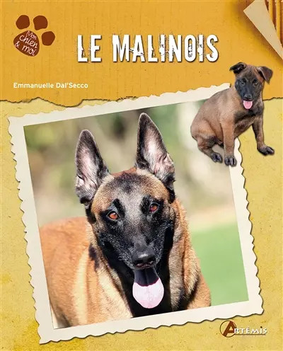 Malinois emmanuelle - malinois,,