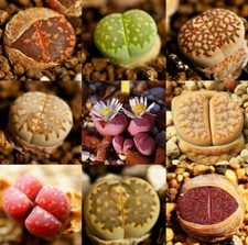 Sachet 50 graines Lithops mix