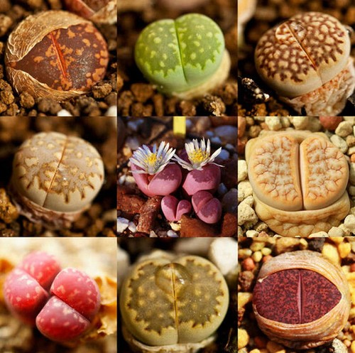 Sachet graines lithops mix - sachet,