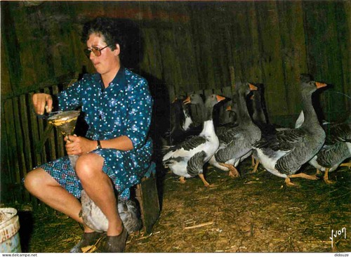 Carte postale animaux - carte,
