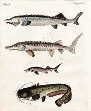 Poisson Friture Esturgeon Bertuch Gravure 1795