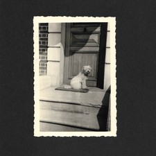 Petit chien blanc pied porte