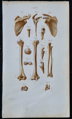 1852 planche anatomie - 1852,