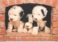Animals - Dogs - Bobtail - Puppies - CPM - See Duplex Scans