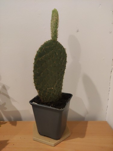 Cactus opuntia cheerii - cactus,