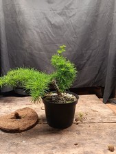 Japanese Larch Larix