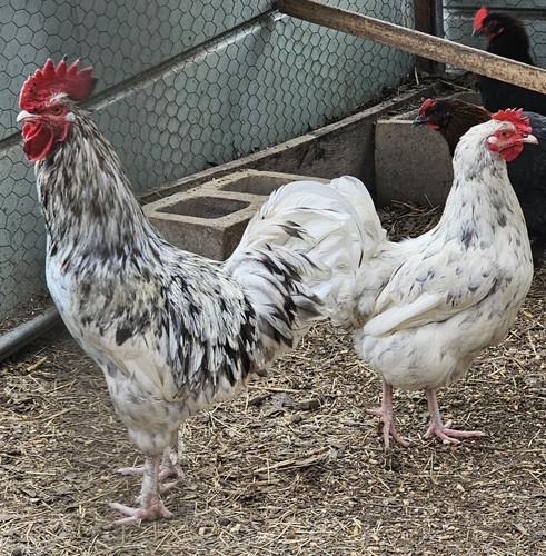 Hatching maran eggs - maran, 6+