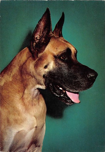 Br89002 dog chien - chien,