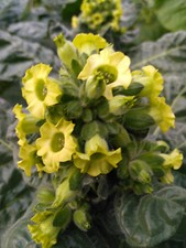 Ceremonial Wyandot IndianTOBACCO 2000+seeds NICOTIANA RUSTICA Mapacho Aztec 2024