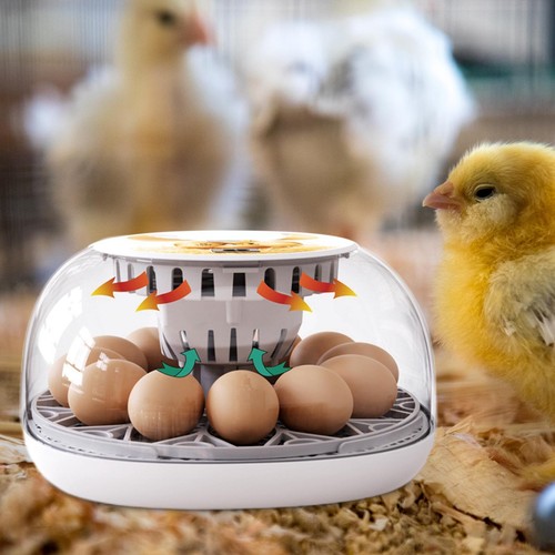 Incubateur oeufs plateau - d'oeufs, de