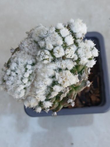 Obregonia denegrii monstrosus - obregonia,