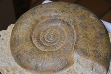 géante Hammatoceras gr