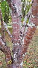 Prunus maackii 'Amber Beauty' (De greffe) / Cerisier de Mandchourie / Godet A...