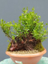 Bonsaï de myrte 35 x 27 cm en