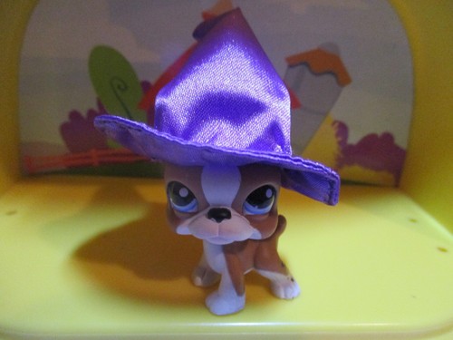 Petshop chien boston - chien,