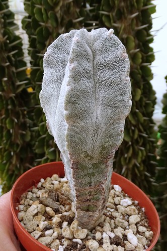 Astrophytum columnare cactus - ,