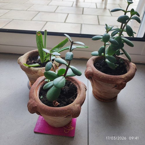 Pots argile pour - 3, en