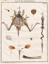 Tab IX Sauterelles Locusts