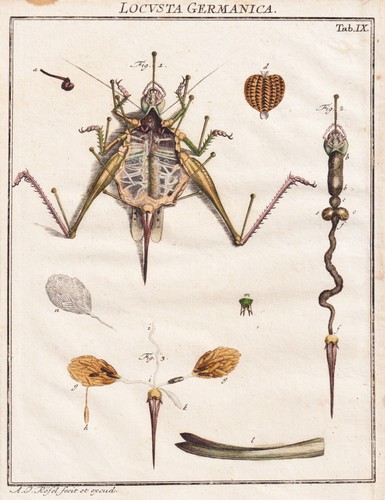 Tab sauterelles locusts - tab, ix