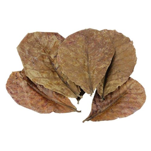 Catappa lot feuilles - 10,