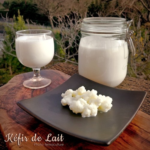 Kéfir lait bio - bio, 20