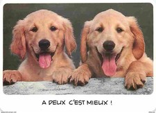 Animals - Dogs - Golden Retriever - Puppies - CPM - See Duplex Scans