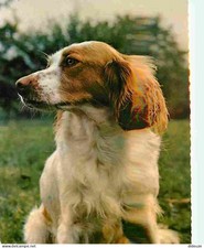 Animaux - Chiens - Epagneul Breton - Chiots - Carte Neuve - CPM - Voir Scans Rec