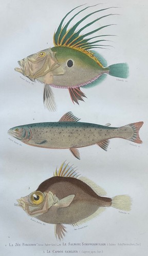 Zoologie zée forgeron salmone - zée,