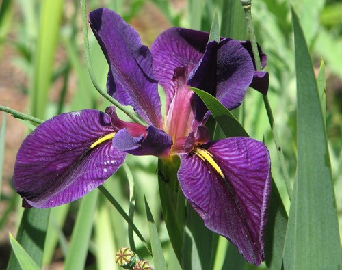 Iris louisiana black - louisiana, 'black