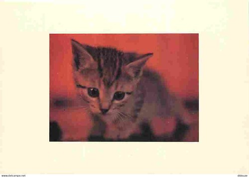 Carte postale animaux - -,