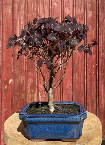 Bonsaï loropetalum chinensis - loropetalum,