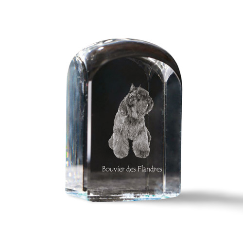 Bouvier des flandres - flandres, cristal