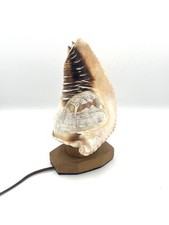 Lampe Veilleuse Coquillage Sculpté 50s Vintage H23,5cm Bon État
