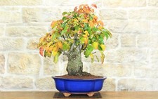 Bonsaï poirier fleuri (160)