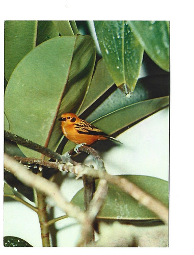 Oiseaux exotiques western - ,