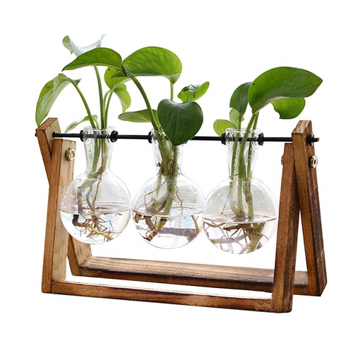 Xxxflower plant terrarium with - plant,