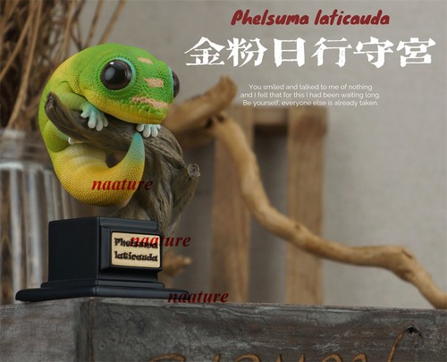 Bowuzhi phelsuma laticauda - bowuzhi,