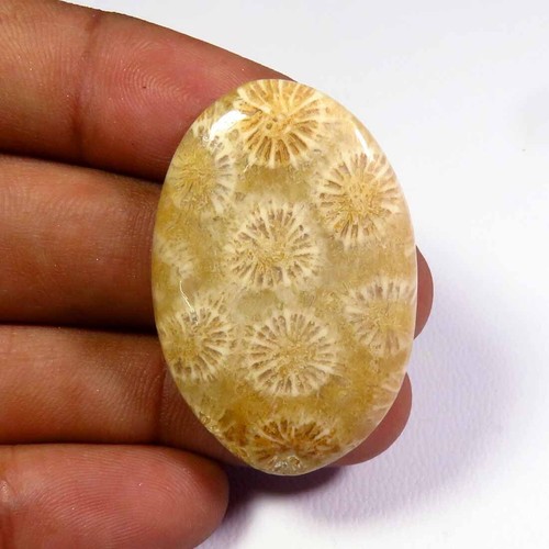 Cabochon naturel fossile - naturel,
