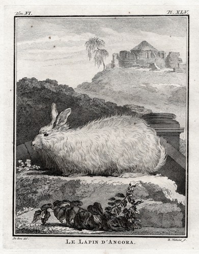 Angora lapin gravure cuivre - gravure,