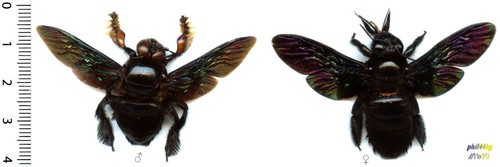 Abeille bee couple - /, –