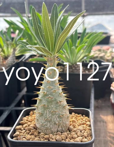 Pachypodium rosulatum