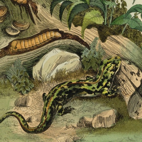 Histoire naturelle salamandre - naturelle,
