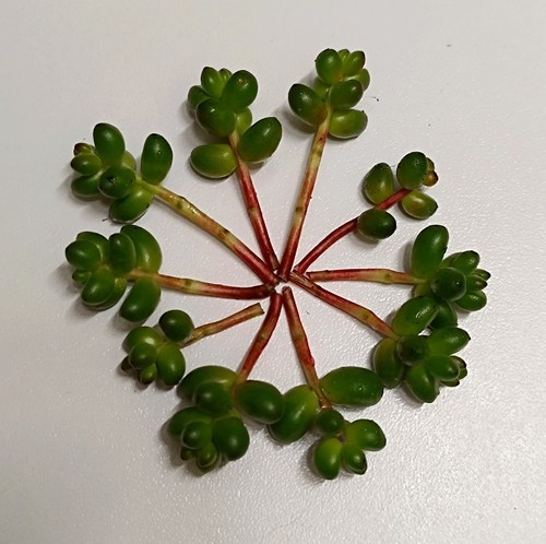 Sedum stahlii succulente - 1, lot